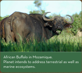 African Buffalo in Mozamique - Planet intends to address terrestrial as well as marine ecosystems.